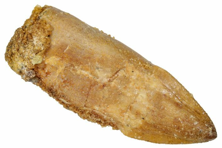Rooted Crocodylomorph (Araripesuchus) Tooth - Morocco #332524